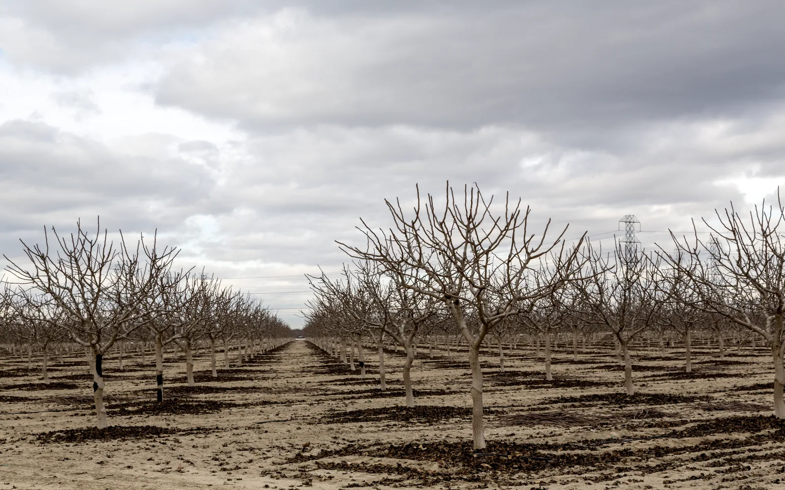 Winter view of a lemon tree orchard in the Central Valley, showing mature citrus field with irrigation infrastructure and agricultural landscape